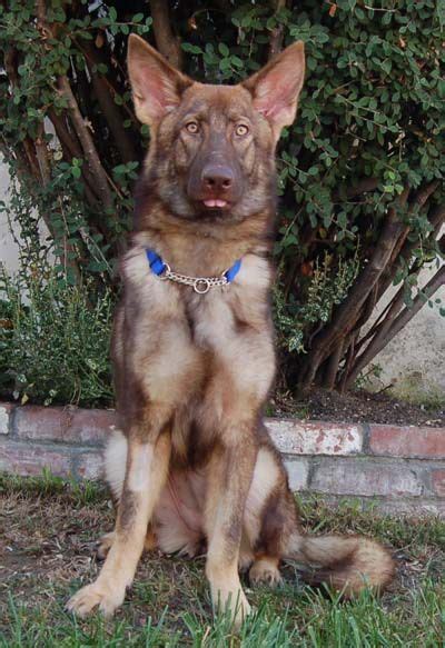 15 Liver Colored German Shepherd Usbleumoonproductions