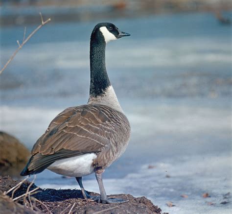 Canada Goose Migration Habitat And Diet Britannica