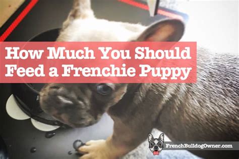 Preferably use a scale that you can easily set to zero, so that you can your new puppy should be fed the same type or brand of food it received from the breeder where you bought the puppy. How Much Should I Feed My French Bulldog Puppy? + Feeding ...