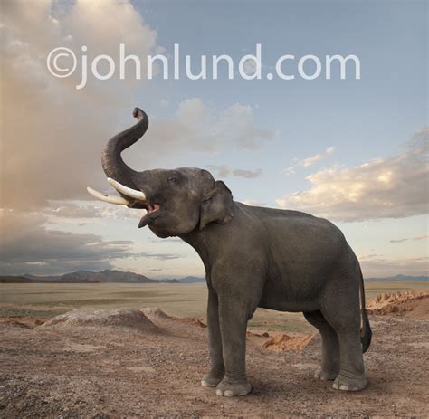 Elephant Call Photo of An Elephant Trumpeting
