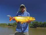 Golden Dorado - Corrientes, Argentina - Fishabout Fishing Outfitters