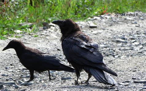 Size Comparison Fledgling Crow And A Fledgling Raven Raven Crow