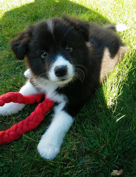 Here Are Some Tips To Keep Your Dog Happy For Years Collie Puppies