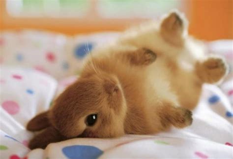 Bunny On A Bed Teh Cute
