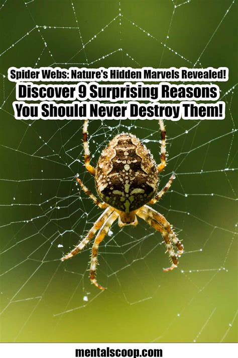 Spider Webs Natures Hidden Marvels Revealed Discover 9 Surprising