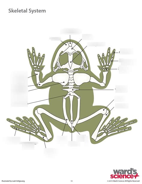 Skeletal Of Frog Diagram Quizlet