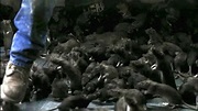 The Rats | Film 2002 | Moviebreak.de