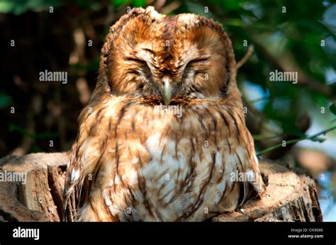 Owl Mask Hi Res Stock Photography And Images Alamy