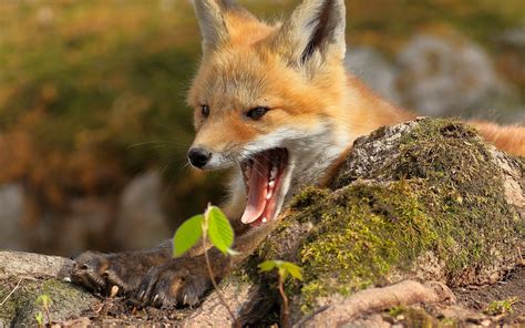 Wallpaper Cute Fox Yawn Mouth 1920x1200 Hd Picture Image