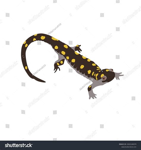 Spotted Salamander Yellow Spotted Salamander Ambystoma Stock Vector