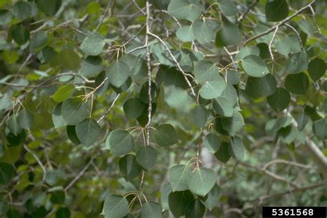 Aspenpoplar Genus Populus