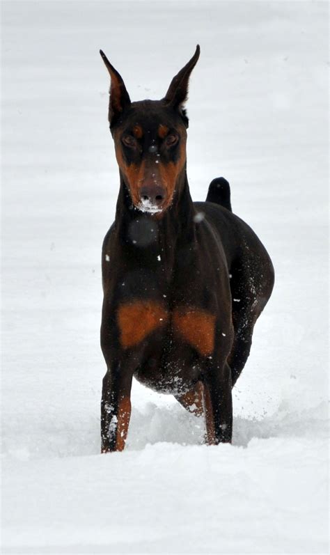 Look Who Loves The Snow Doberman Pinscher Dog Doberman Pinscher