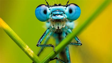 The Art Of Macro Insect Photography Sample