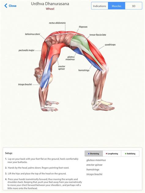 Pin On Yoga Anatomy