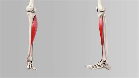 Musculus Tibialis Anterior Doccheck