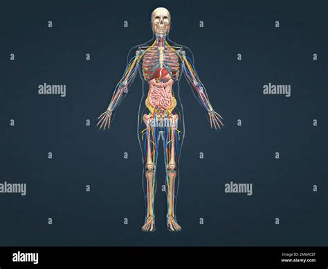 Estos Huesos Curvados Y Delgados Protegen Los órganos Internos Y