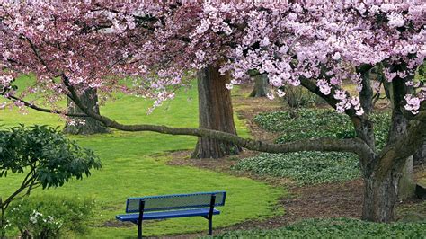 Follow the vibe and change your wallpaper every day! Download Wallpaper 1920x1080 Bench, Tree, Spring, Grass ...