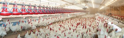 cwt farms broiler hatching eggs