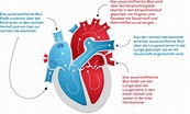 Wie funktioniert das Herz? | www.herzbewusst.de
