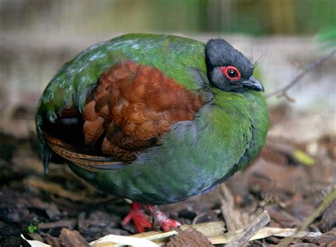 The Crested Wood Partridge Is Just Fabulous Australian Geographic