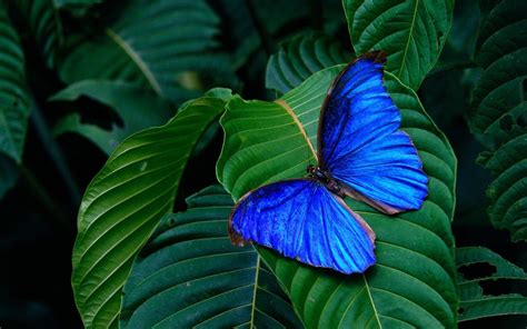 Butterfly Wallpapers Free Wallpaper Cave