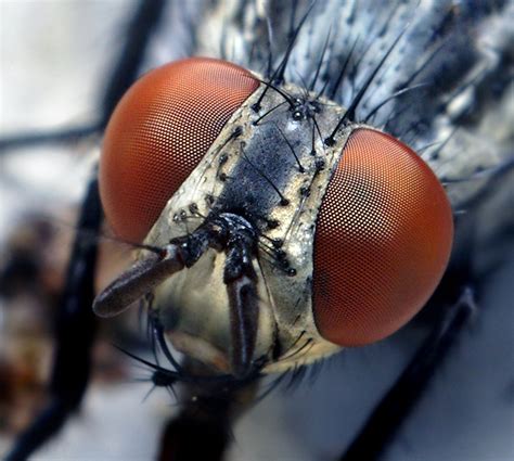 Science On Purpose Study Shows That Small Animals See The World In