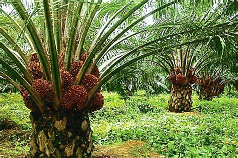 Procedure On How To Establish Your Own Palm Oil Tree Plantation