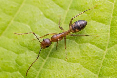 Tipos de hormigas Especies Características y FOTOS