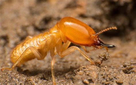Termite Control In Phoenix Az Overson Pest Control