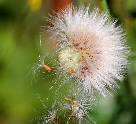 Seed Head Common Sow Thistle Seed Head Common Sow This Flickr