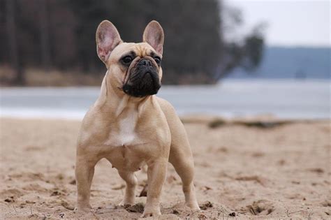 Looking for a french bulldog puppy? The most expensive dog breeds in the world | lovemoney.com