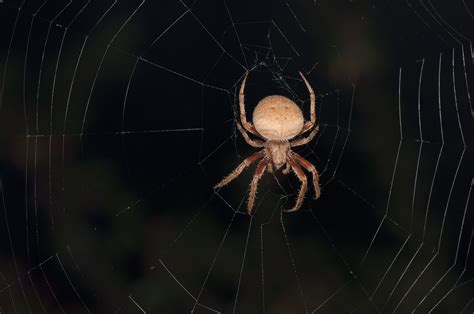 These spiders are usually four millimeters in length and. It's that time of year again | spidersrule