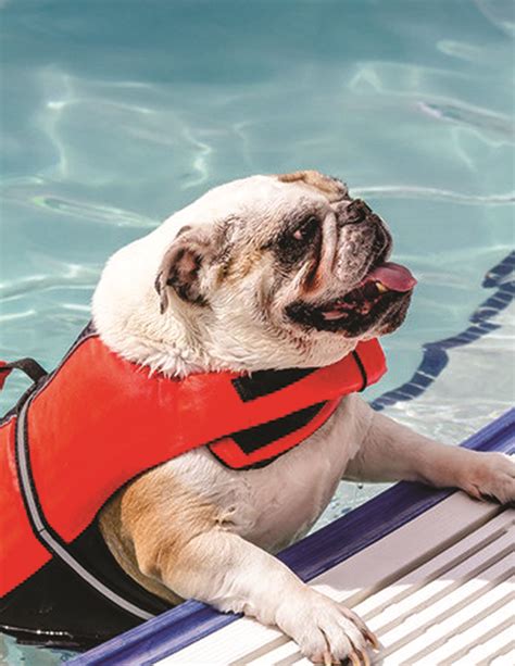 Swimming Pug
