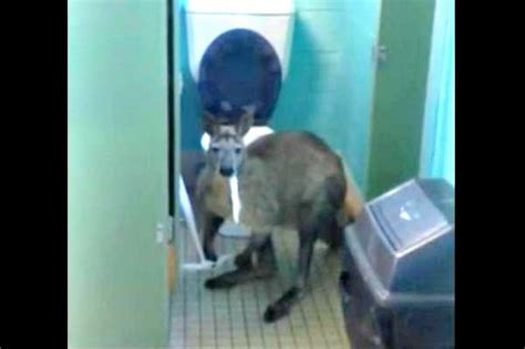 ‘roo In The Loo Kangaroo Caught Eating Toilet Paper In Public Restroom Gephardt Daily