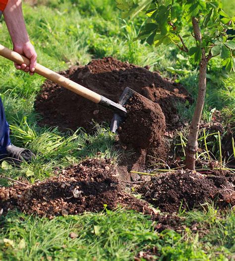 Tree Planting Services For Residents And Businesses In Toronto Tree