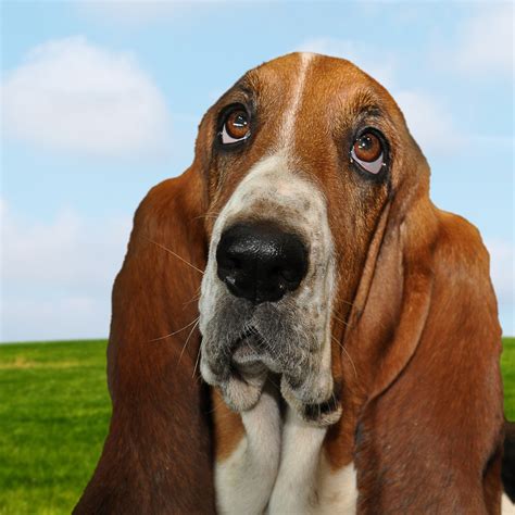 Basset Hound Dog Portrait Free Stock Photo Public Domain Pictures