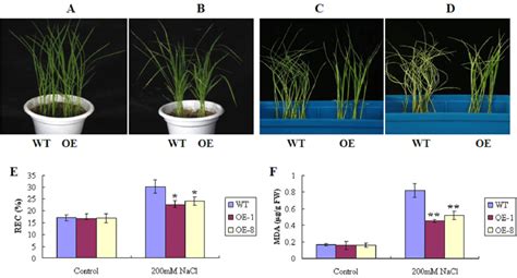 Influence Of High Salt Stress On Rice Seedlings A Seedlings Before