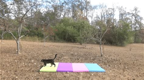 Teaching A Cat Gymnastics Life With Cats