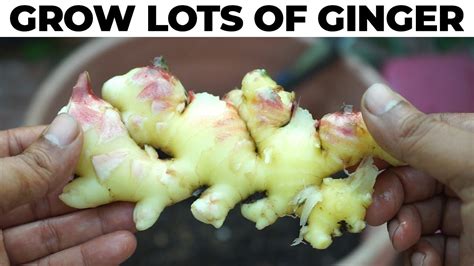 Growing Ginger For A Huge Harvest How To Grow Ginger Root Youtube
