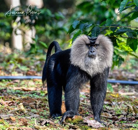 Lion Tailed Macaques Ltms In The Western Ghats Of India My