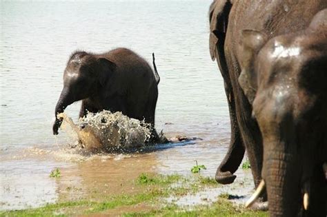 Baby Elephant Playing In The Water Picture Of Udawalawa Safari Uda