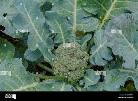 Broccoli Plant In Garden Stock Photo Alamy