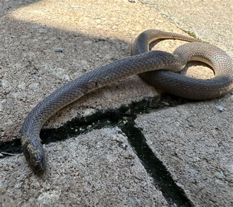 Rough Earthsnake In May By Ashwin Srinivasan Injured Snake Found