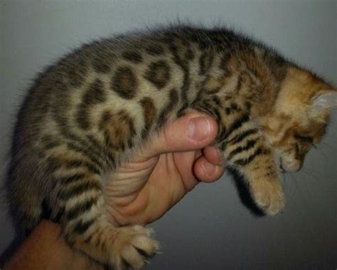 Download Bengal Cat Hypoallergenic Cats For Sale Near Me Stock Pet My