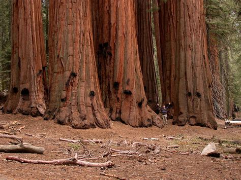 Najpi Kniejszych Miejsc Do Odwiedzenia W Usa Learning From Hollywood Sequoia Sempervirens