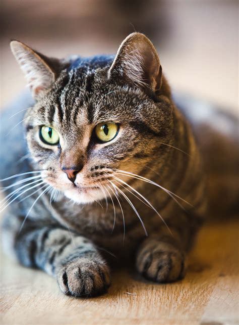 Dark Gray Tabby Grey Tabby Cats Cat Breeds Cats