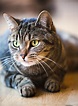 Grey Cat Breeds With Stripes - Pets Lovers