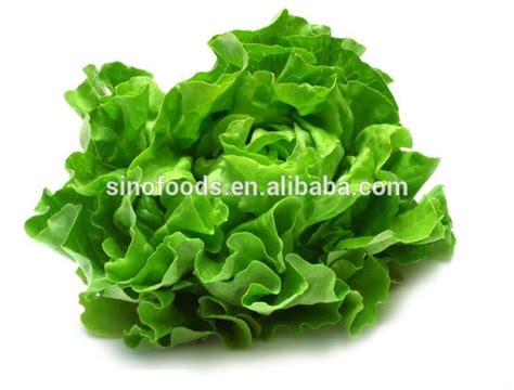 sheng cai green lettuce vegetables edible green seeds china price supplier 21food