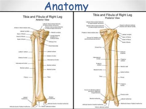 Patella And Tibial Plateau Fractures