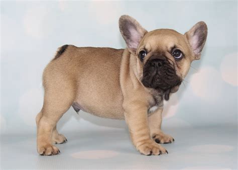 The french bulldog has the appearance of an active, intelligent, muscular dog of heavy bone, smooth coat, compactly built, and of medium or small structure. Things To Know Before Purchase A French Bulldog Puppy